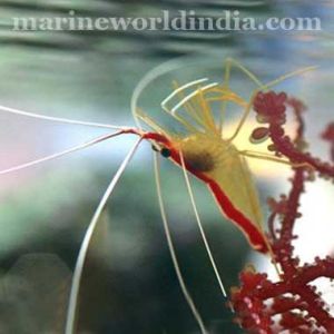 Scarlet Skunk Cleaner Shrimp