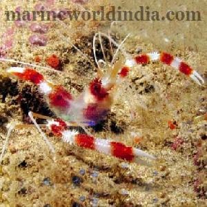 Shrimp Hispidus