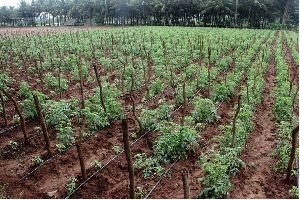 Drip Tape Irrigation.