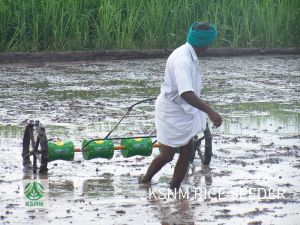 manual rice seed planter