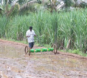 paddy planter