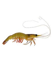 White Prawn