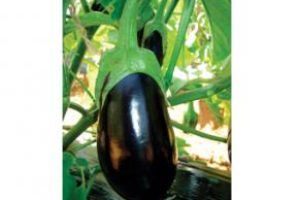 Natural Eggplant