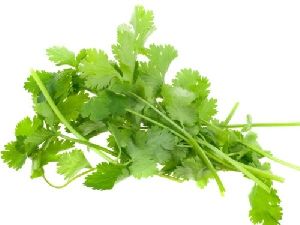 Coriander Leaves