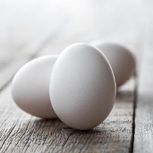 Egg