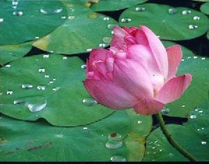 Lotus Water