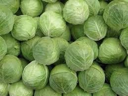 Fresh Cabbage