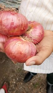 Red Onion