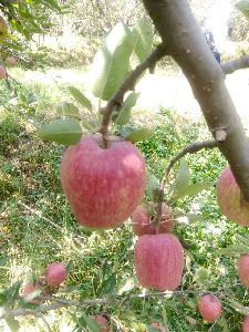 Fresh Red Apple