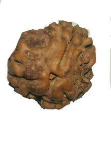 2 Mukhi Nepali Rudraksha