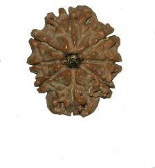 8 face Nepali Rudraksha Beads