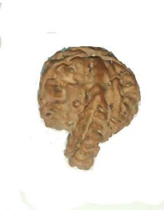 Rudraksha savar Nepal