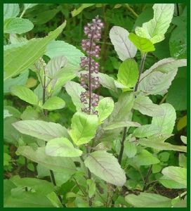 Tulsi Leaf