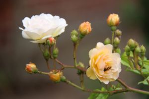 Budding Rose Plants