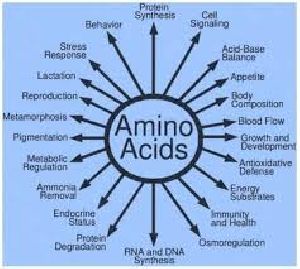 C Amino Acid