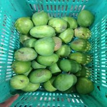 green mangoes