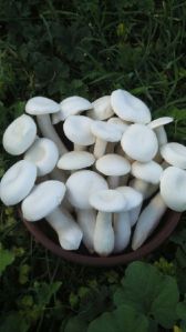 Milky Mushroom