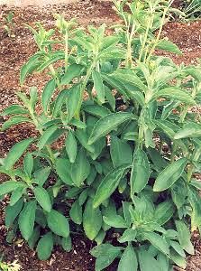 Organic Stevia Plant