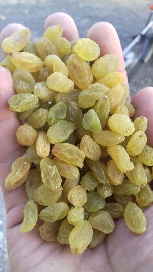 Green Raisins( Sangli GI Tag)