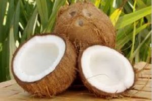 Fresh Semi Husked Coconuts