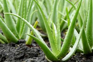 Aloe Vera Baby Plant