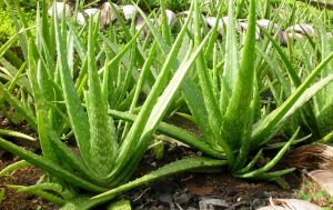 Aloe Vera Leaves