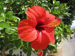 hibiscus flowers powder