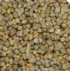 Non Clean Green Millets