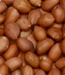 Java 50-60 Peanut Kernels