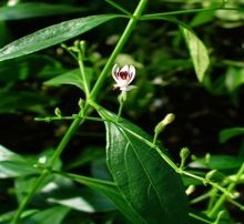 Andrographis Paniculata