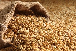 Barley Seeds For Animal Feed