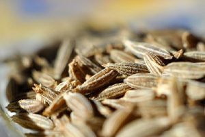 Cultivated Cumin Seeds