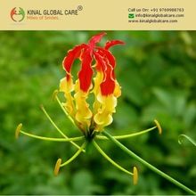 Gloriosa Superba flowering plant