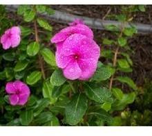 Vinca Rosea Leaves