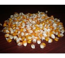 white maize corn