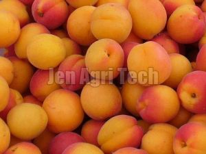 Fresh Apricot