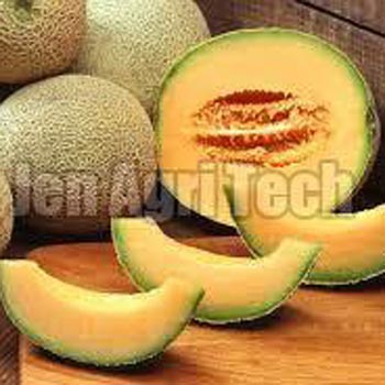 Fresh Muskmelon