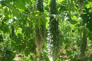 Hybrid Bitter Gourd Seeds