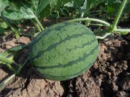 Hybrid Watermelon Seeds