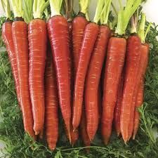 Fresh Carrot