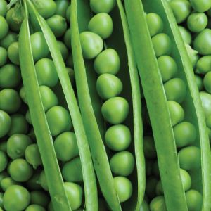 Fresh Green Peas