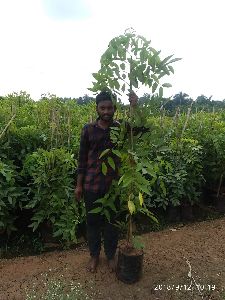 Cassia Fistula