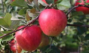 Apfelernte Apple