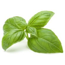 Basil Oil