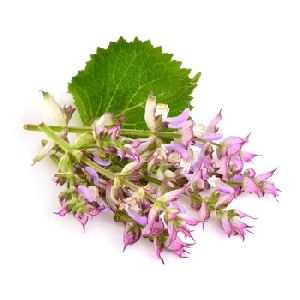 Clary Sage Essential Oil