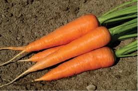 Fresh Carrot