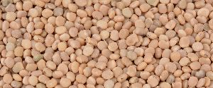 Guar/cluster bean/Cyamopsis tetragonoloba
