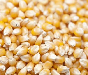 Maize /Corn