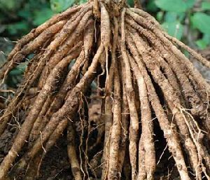 Shatawari Roots