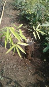 Bamboo Plant